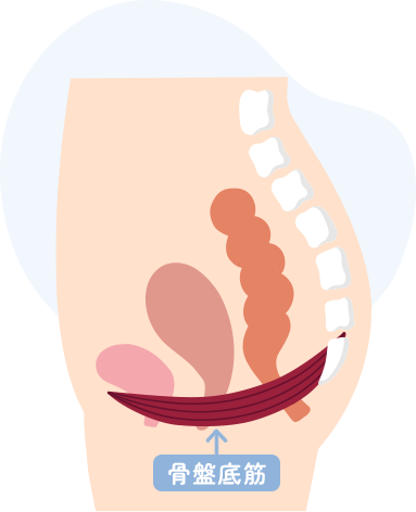 骨盤底筋とは? 